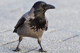 hooded crow